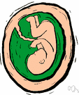 foetus - an unborn or unhatched vertebrate in the later stages of development showing the main recognizable features of the mature animal