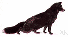 black fox - red fox in the color phase when its pelt is mostly black