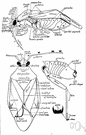 order Hemiptera - plant bugs