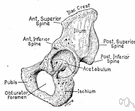 hipbone - large flaring bone forming one half of the pelvis