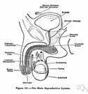 male reproductive system - the reproductive system of males