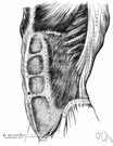 external oblique muscle - a diagonally arranged abdominal muscle on either side of the torso