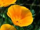 Mexican tulip poppy - native of Mexican highlands grown for its glossy clear yellow flowers and blue-grey finely dissected foliage
