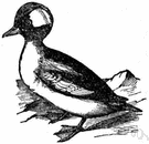 bufflehead - small North American diving duck
