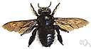 German bee - dark-colored ill-tempered honeybee supposedly of German origin
