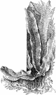 Asplenium scolopendrium - Eurasian fern with simple lanceolate fronds