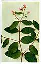 Apocynaceae - chiefly tropical trees or shrubs or herbs having milky juice and often showy flowers