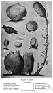 subphylum Urochorda - tunicates