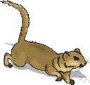 trade rat - any of several bushy-tailed rodents of the genus Neotoma of western North America