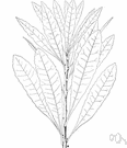 myrica - deciduous aromatic shrubs or small trees