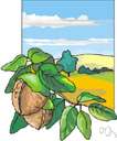 macadamia nut - small Australian tree with racemes of pink flowers