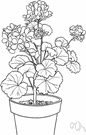 Pelargonium hortorum - an upright geranium having scalloped leaves with a broad color zone inside the margin and white or pink or red flowers