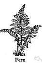 Aglaomorpha meyeniana - epiphytic fern with large fronds