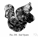 seed oyster - a young oyster especially of a size for transplantation