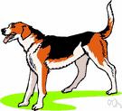 foxhound - medium-sized glossy-coated hounds developed for hunting foxes