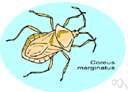 insect - small air-breathing arthropod