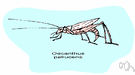 Oecanthus - tree crickets