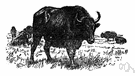 cattalo - hardy breed of cattle resulting from crossing domestic cattle with the American buffalo