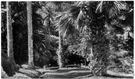 voluptuousness - the property of being lush and abundant and a pleasure to the senses