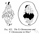 chromosome - a threadlike strand of DNA in the cell nucleus that carries the genes in a linear order