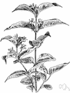 bush honeysuckle - spreading bush of northeastern United States having small clusters of fragrant green and yellow flowers