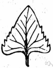 Deltoid leaf - a simple leaf shaped like a capital delta