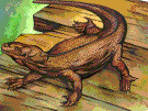 Komodo dragon - the largest lizard in the world (10 feet)