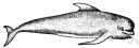 Globicephala melaena - small dark-colored whale of the Atlantic coast of the United States