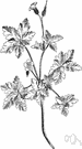 herbs robert - a sticky low herb with small reddish-purple flowers
