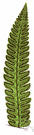 pinna - division of a usually pinnately divided leaf