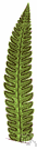 pinnule - division of a usually pinnately divided leaf