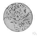 grass bacillus - a species of bacillus found in soil and decomposing organic matter