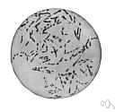 hay bacillus - a species of bacillus found in soil and decomposing organic matter