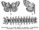 genus Lymantria - type genus of the Lymantriidae