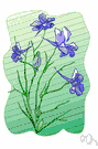genus Consolida - plants having flowers resembling the larkspur's but differing from larkspur's in the arrangement of petals