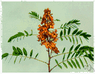 Senna marilandica - North American perennial herb