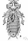 Menopon palladum - a louse parasitic on poultry