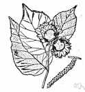 genus Corylus - deciduous monoecious nut-bearing shrubs of small trees: hazel