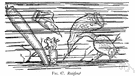 Rotifera - a phylum including: rotifers
