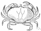 Cancer irroratus - crab of eastern coast of North America