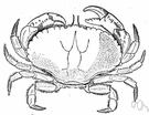 rock crab - crab of eastern coast of North America