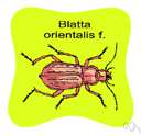 blackbeetle - dark brown cockroach originally from orient now nearly cosmopolitan in distribution