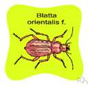Blatta orientalis - dark brown cockroach originally from orient now nearly cosmopolitan in distribution