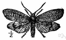 order Trichoptera - an order of insects consisting of caddis flies