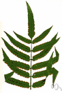 Marattia - type genus of the Marattiaceae: ferns having the sporangia fused together in two rows