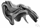 tympanum - the main cavity of the ear