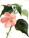 Althea rosea - plant with terminal racemes of showy white to pink or purple flowers