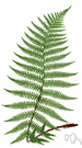 Athyrium - temperate and tropical lady ferns