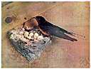 Artamidae - wood swallows