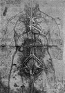 Gross anatomy - definition of gross anatomy by The Free Dictionary